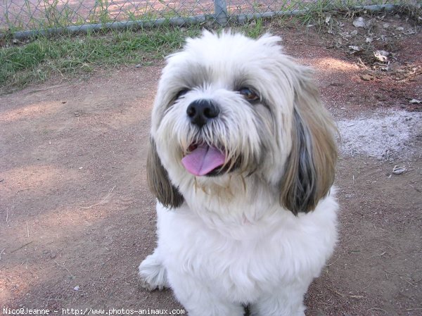 Photo de Shih tzu