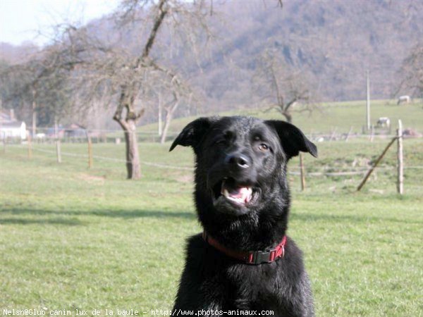 Photo de Labrador retriever