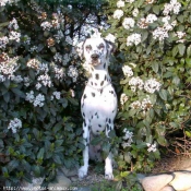 Photo de Dalmatien