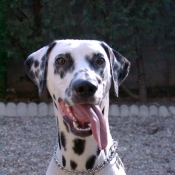 Photo de Dalmatien