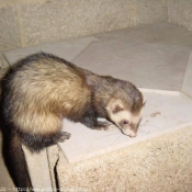 Photo de Furet