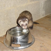 Photo de Furet