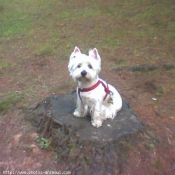 Photo de West highland white terrier