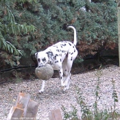 Photo de Dalmatien