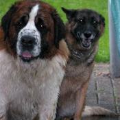 Photo de Saint-bernard poil long