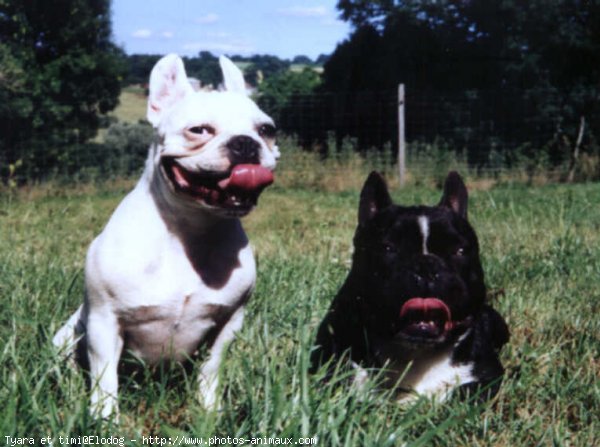 Photo de Bouledogue franais