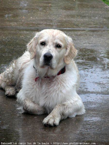 Photo de Golden retriever