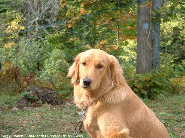 Photo de Golden retriever