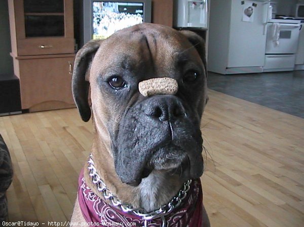 Photo de Boxer