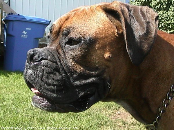 Photo de Boxer