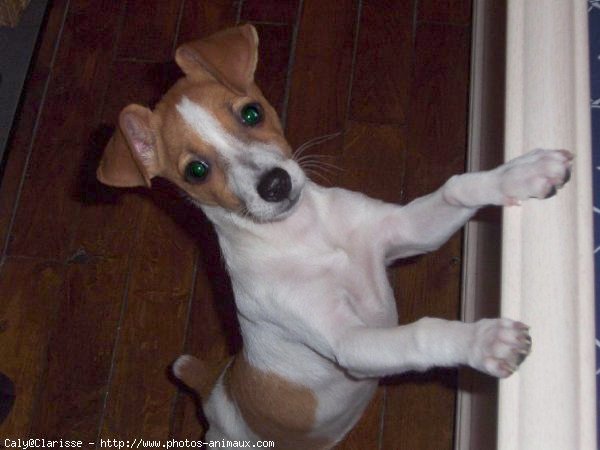 Photo de Jack russell terrier