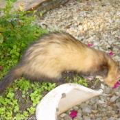 Photo de Furet