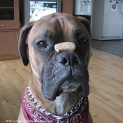 Photo de Boxer