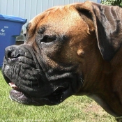 Photo de Boxer