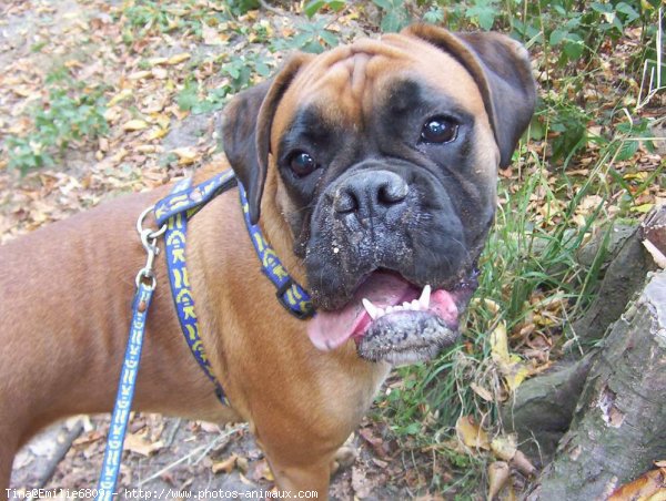 Photo de Boxer