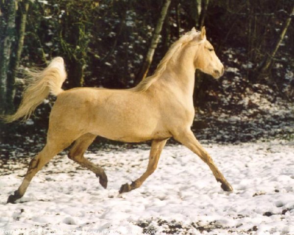 Photo de Palomino