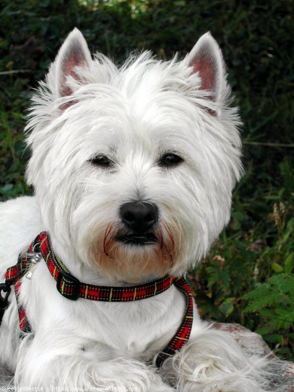 Photo de West highland white terrier