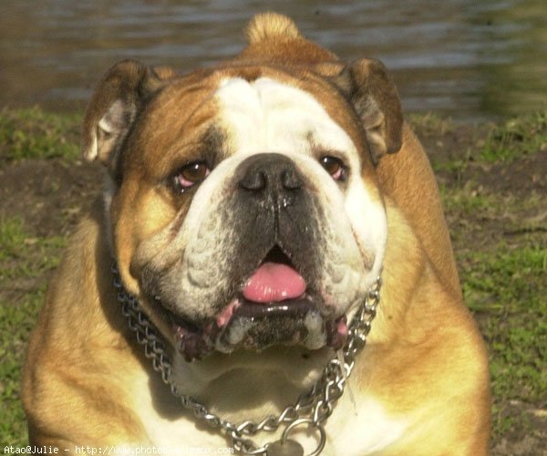 Photo de Bulldog