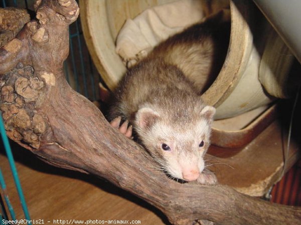 Photo de Furet