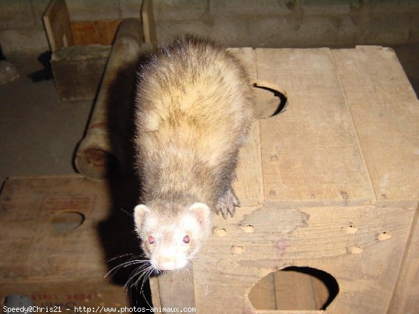 Photo de Furet