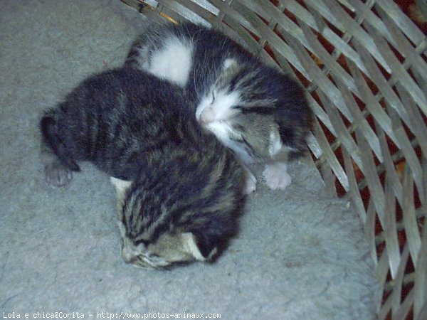 Photo de Chat domestique