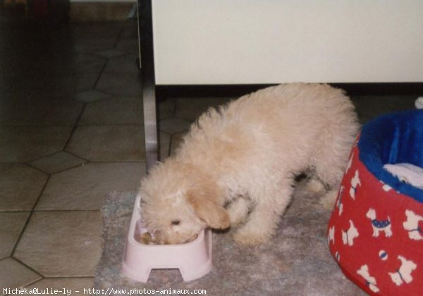 Photo de Caniche moyen