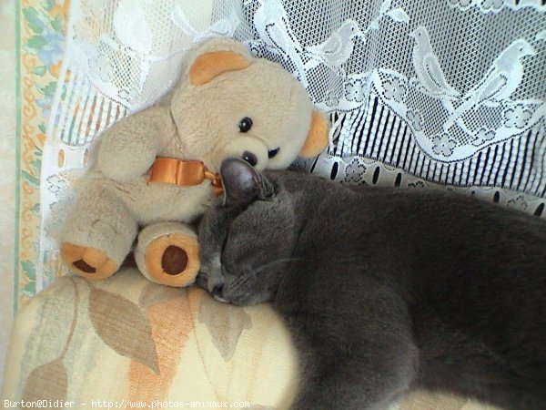 Photo de Chartreux