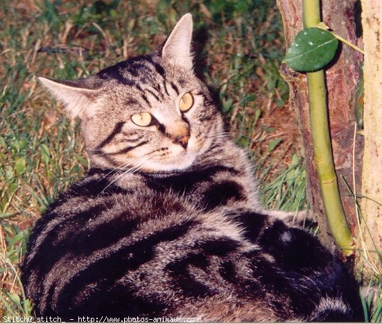 Photo de Chat domestique