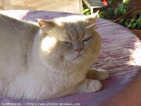 Photo d'Exotic shorthair