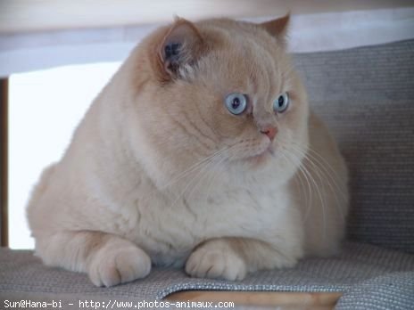 Photo d'Exotic shorthair