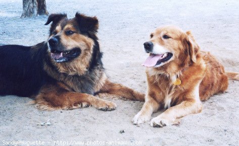 Photo de Golden retriever