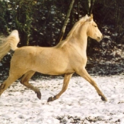 Photo de Palomino