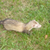 Photo de Furet