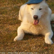 Photo de Husky siberien