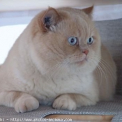 Photo d'Exotic shorthair