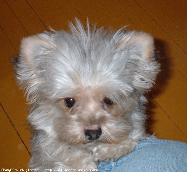 Photo de Yorkshire terrier