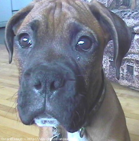 Photo de Boxer