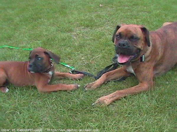 Photo de Boxer