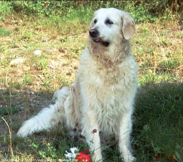 Photo de Golden retriever