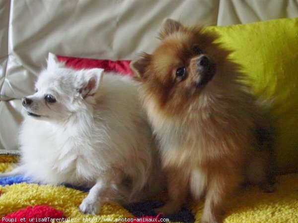 Photo de Spitz moyen