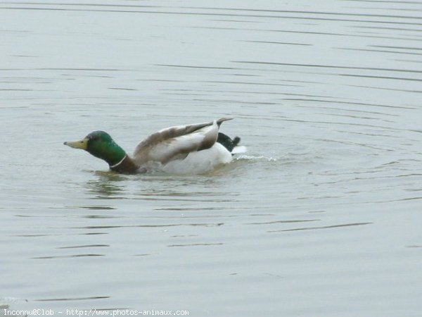 Photo de Canard