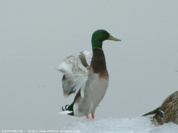 Photo de Canard