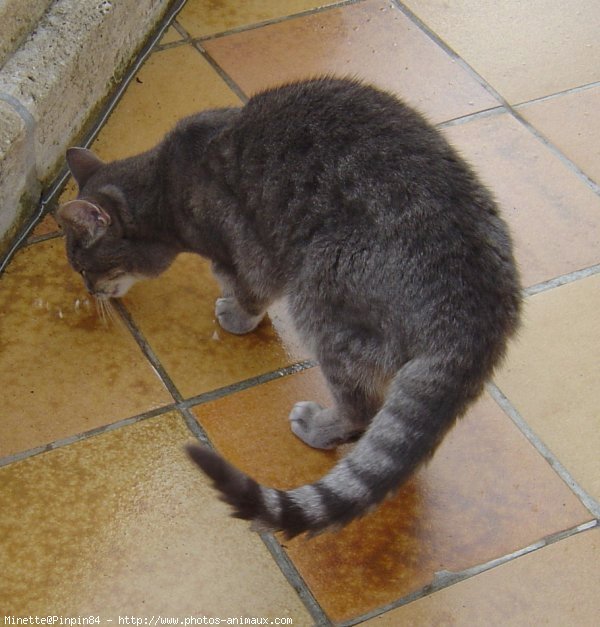 Photo de Chat domestique