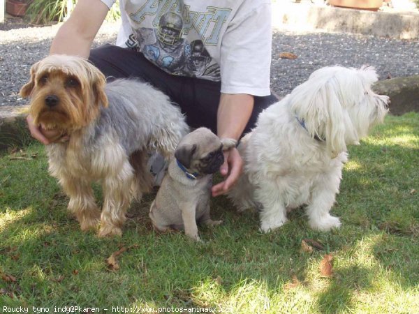 Photo de Races diffrentes