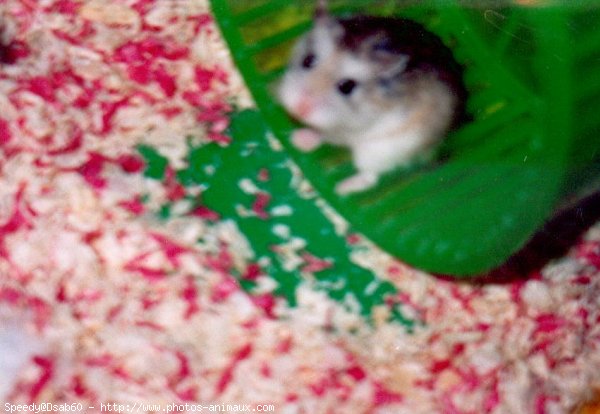 Photo de Hamster