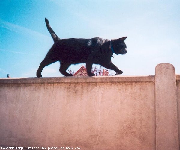 Photo de Chat domestique