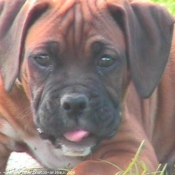 Photo de Boxer