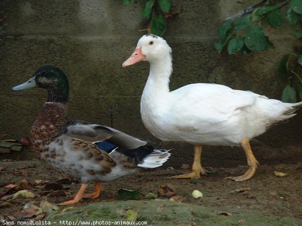 Photo de Canard