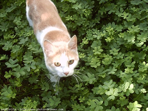 Photo de Chat domestique