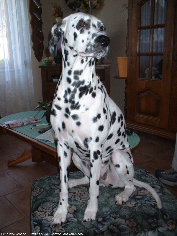 Photo de Dalmatien